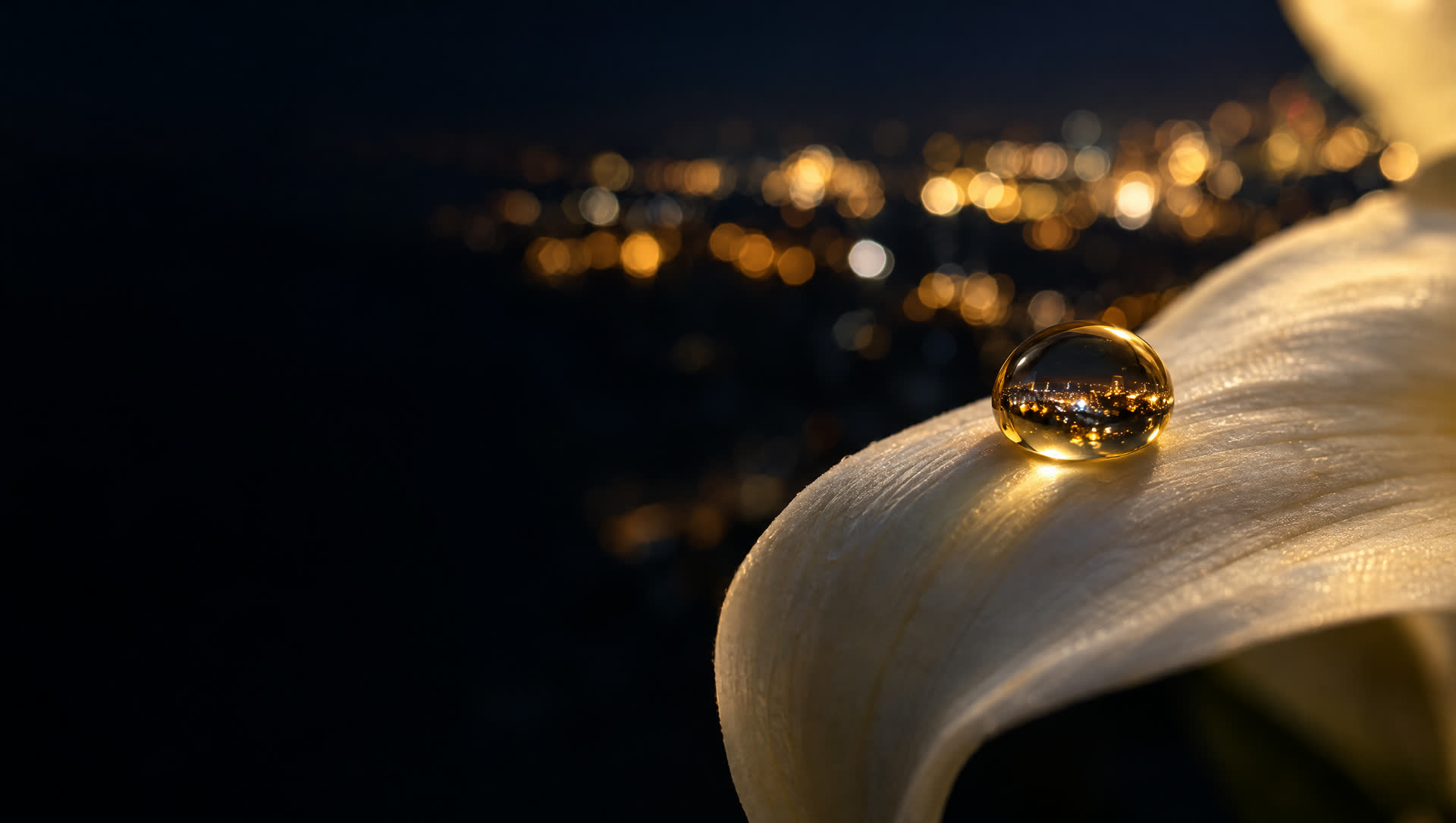 A drop of nectar on a white lily petal at night, the lights of the city held inside it.
