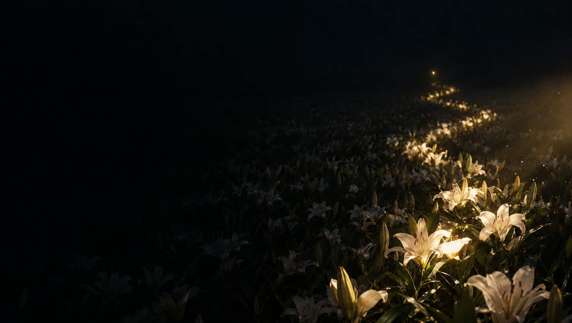 A field of white lilies at night, a path of golden light running from flower to flower toward a single point of light.